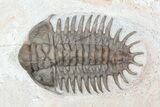 Crotalocephalus Trilobite - Jorf, Morocco #72487-2